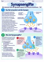 Vorschau - Arbeitsblätter - Synapsengifte - Wirkung auf die Signalübertragung | Unterrichtsreihe "Das Nervensystem", Biologie 9.-10. Klasse - Seite 2