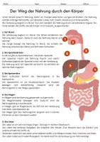 Vorschau - Arbeitsblätter - Materialpaket: Verdauungssystem - Deckblatt