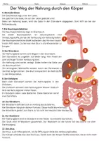 Vorschau - Arbeitsblätter - Materialpaket: Verdauungssystem - Seite 1