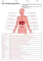 Vorschau - Arbeitsblätter - Verdauungssystem: Organe und ihre Funktionen - Seite 1