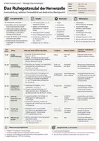 Vorschau - Stundenentwürfe - Ruhepotenzial der Nervenzelle I 90-Minuten-Unterrichtsstunde mit Verlaufsplan, Modell, Arbeitsblatt & Lösung - Seite 1