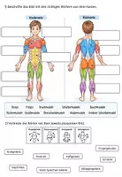 Vorschau - Arbeitsblätter - Die wichtigsten Muskeln & Gelenke - Zuordnung und aktiver Selbsttest - Seite 1