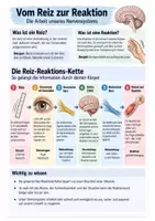 Vorschau - Stationenlernen - Nervensystem - Reiz Reaktions Kette - Experiment - Seite 1