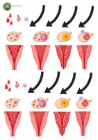 Vorschau - Arbeitsblätter - Legemodell Menstruationszyklus (Sexualität, Pubertät, Menstruation, Modelle, Lesekompetenz) - Seite 1