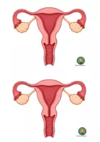 Vorschau - Arbeitsblätter - Legemodell Menstruationszyklus (Sexualität, Pubertät, Menstruation, Modelle, Lesekompetenz) - Seite 3