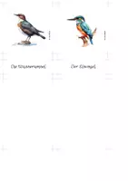 Vorschau - Spiele - Vögel–Nomenklaturkarten | 30 heimische Vogelarten - Seite 2