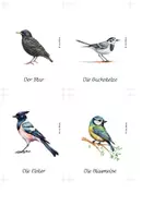 Vorschau - Spiele - Vögel–Nomenklaturkarten | 30 heimische Vogelarten - Seite 3