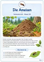 Vorschau - Unterrichtsreihen - Die Ameisen – Leben im Ameisenstaat und Bedeutung für die Natur - Deckblatt