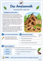 Vorschau - Unterrichtsreihen - Die Ameisen – Leben im Ameisenstaat und Bedeutung für die Natur - Seite 3