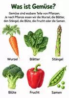 Vorschau - Arbeitsblätter - Gemüseprojekt Kita – 60 Seiten Ernährungsprojekt - Seite 1