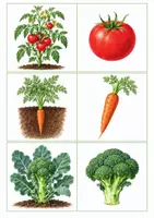 Vorschau - Arbeitsblätter - Gemüseprojekt Kita – 60 Seiten Ernährungsprojekt - Seite 3
