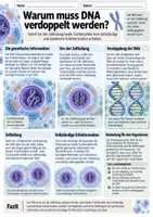 Vorschau - Unterrichtsreihen - DNA Replikation Legemodell - Seite 2
