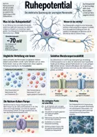 Vorschau - Unterrichtsreihen - Neurobiologie - Seite 2