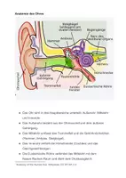 Vorschau - Unterrichtsreihen - Ohrenkrankheiten Otitis Media Otitis Externa - Seite 1