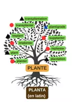 Aperçu - Feuilles d'exercices - Affiche et Fiche : Les arbres des familles de mots - Page 3