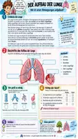 Vorschau - Unterrichtsreihen - 🫁 Unterrichtsreihe Lunge | Atmung & Gasaustausch 🌬️ Arbeitsblätter + Lösungen + Einstieg + Ausstieg + Unterrichtsplanung | Klasse 7/8| Biologie(Bio) - Seite 1