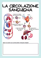 anteprima - Esercizi - Il sistema cardiovascolare - il cuore, le arterie e le vene - Pagina 2