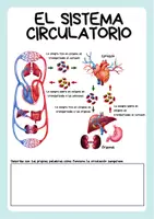 Vista previa - Unidades / Secuencias / Situaciones de Aprendizaje - El sistema cardiovascular - el corazón, las arterias y las venas - página 2