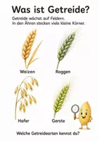 Vorschau - Arbeitsblätter - Vom Korn zum Brot - Sachprojekt für Kinder - Seite 1
