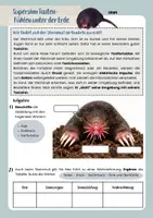 Vorschau - Arbeitsblätter - Lerntheke: Supersinne von Tieren - NW Klasse 5/6 - Seite 3