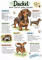 Vorschau - Arbeitsblätter - Lernplakat + Arbeitsblätter zum Thema "Dackel" + Lösung & MP3 + Infografik - Deckblatt