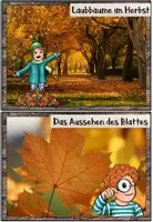 Vorschau - Arbeitsblätter - Bäume im Herbst | Wissenskartei & Arbeitsheft | Bundle - Seite 3