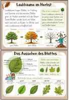Vorschau - Merkblätter - Bäume und Blätter im Herbst | Wissenskartei Klasse 2/3 - Seite 3