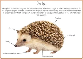 Vorschau - Mal- und Bastelvorlagen - Projektmappe Igel | Arbeitsblätter, Bastelvorlagen Herbst - Seite 2