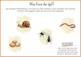 Vorschau - Mal- und Bastelvorlagen - Projektmappe Igel | Arbeitsblätter, Bastelvorlagen Herbst - Seite 3