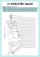 anteprima - Esercizi - Anatomia - Scheletro umano - Colonna vertebrale - Ossa lunghe - Pagina 1