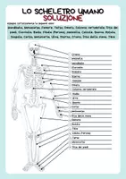 anteprima - Esercizi - Anatomia - Scheletro umano - Colonna vertebrale - Ossa lunghe - Pagina 2