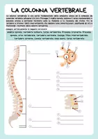 anteprima - Esercizi - Anatomia - Scheletro umano - Colonna vertebrale - Ossa lunghe - Pagina 3