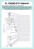Vista previa - Unidades / Secuencias / Situaciones de Aprendizaje - Anatomía - Esqueleto humano - Columna vertebral - Huesos largos - página 1