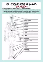 Vista previa - Unidades / Secuencias / Situaciones de Aprendizaje - Anatomía - Esqueleto humano - Columna vertebral - Huesos largos - página 2