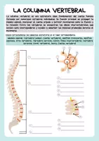 Vista previa - Unidades / Secuencias / Situaciones de Aprendizaje - Anatomía - Esqueleto humano - Columna vertebral - Huesos largos - página 3