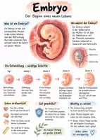Vorschau - Arbeitsblätter - Lernplakat + Arbeitsblätter zum Thema "Embryo" + Lösung & MP3 + Infografik - Deckblatt