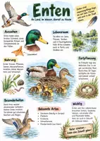 Vorschau - Arbeitsblätter - Lernplakat + Arbeitsblätter zum Thema "Enten" + Lösung & MP3 + Mindmap + Infografik - Deckblatt