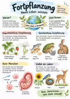 Vorschau - Arbeitsblätter - Lernplakat + Arbeitsblätter zum Thema "Fortpflanzung" + Lösung & MP3 + Infografik - Deckblatt