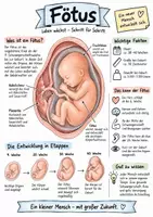 Vorschau - Arbeitsblätter - Lernplakat + Arbeitsblätter zum Thema "Fötus" (Lückentext, Hörverstehen) + Lösung & MP3 + Mindmap + Infografik - Deckblatt