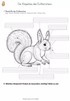 Vorschau - Unterrichtsreihen - Eichhörnchen - Körperbau (AB; Tafelmaterial; Legegreis) - Seite 3