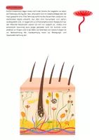 Vorschau - Stundenentwürfe - Die Haut - 6. DS Rezeptoren/Sinnesorgane - Deckblatt