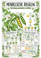 Vorschau - Poster - Mendelsche Regeln - Überblicksblätter - Deckblatt