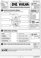 Vorschau - Arbeitsblätter - Geschlechtsorgane | Sexualerziehung Klasse 7/8 - Seite 3