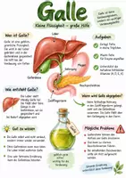 Vorschau - Arbeitsblätter - Lernplakat + Arbeitsblätter zum Thema "Galle" + Lösung & MP3 + Infografik - Deckblatt