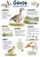 Vorschau - Arbeitsblätter - Lernplakat + Arbeitsblätter zum Thema "Gänse" + Lösung & Fragen & MP3 + Infografik - Deckblatt