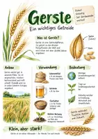 Vorschau - Arbeitsblätter - Lernplakat + Arbeitsblätter zum Thema "Gerste" + Lösung & MP3 + - Deckblatt