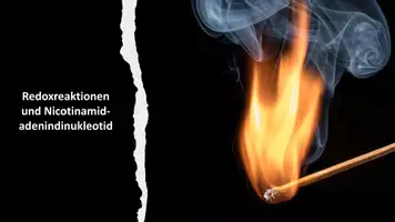 Vorschau - Stundenentwürfe - Redoxreaktionen NAD+/NADH - Seite 2