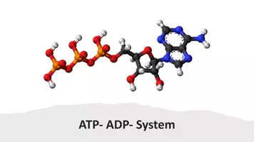 Vorschau - Stundenentwürfe - ATP-ADP-System - Seite 1