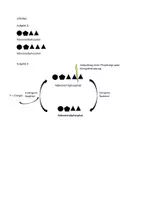 Vorschau - Stundenentwürfe - ATP-ADP-System - Seite 3