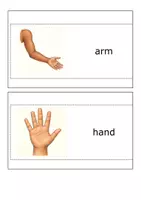 Vorschau - Poster - Body Parts – 16 illustrierte Wordcards - Seite 2